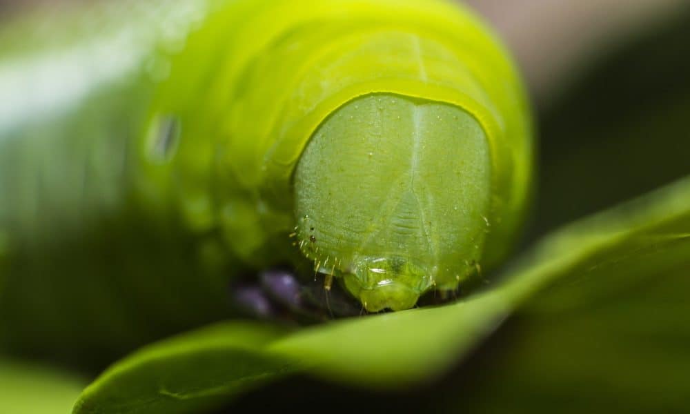 Plants Have Evolved To Make Caterpillars Cannibalize Themselves