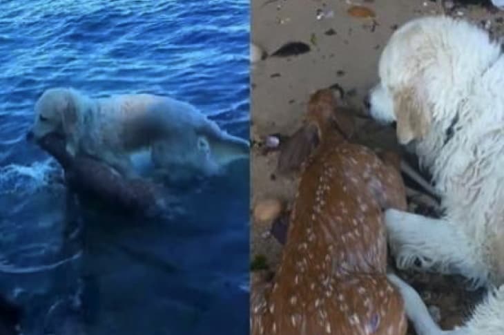 World’s Best Dog Jumps Into Harbor To Save Drowning Baby Deer [Watch]