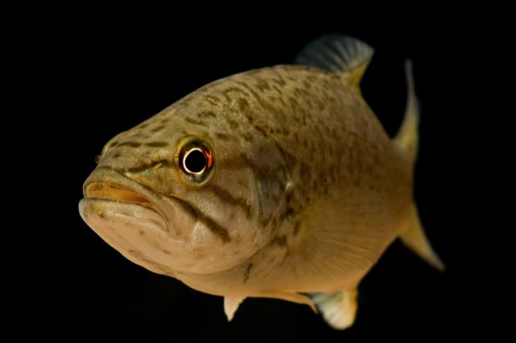 Male Fish Are Turning ‘Intersex’ Because Of Estrogen-Like Chemicals In The Water