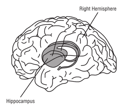 https://pixabay.com/en/hippocampus-brain-anatomy-medicine-148151/