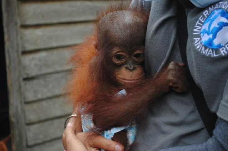 Rescuers Want To Buy Back Forest For These Baby Orangutans Who Lost Everything