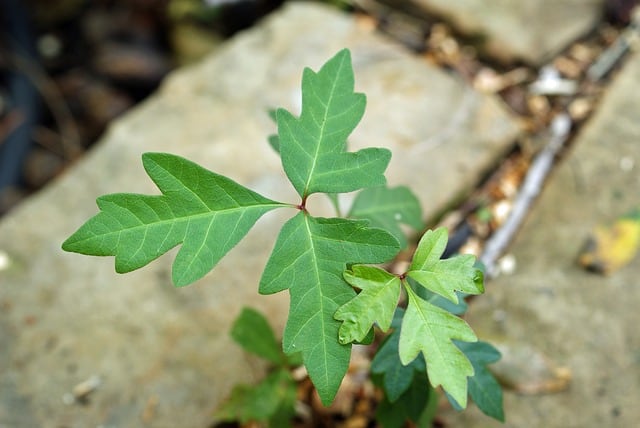 https://pixabay.com/en/poison-ivy-leaves-of-three-blisters-1634562/