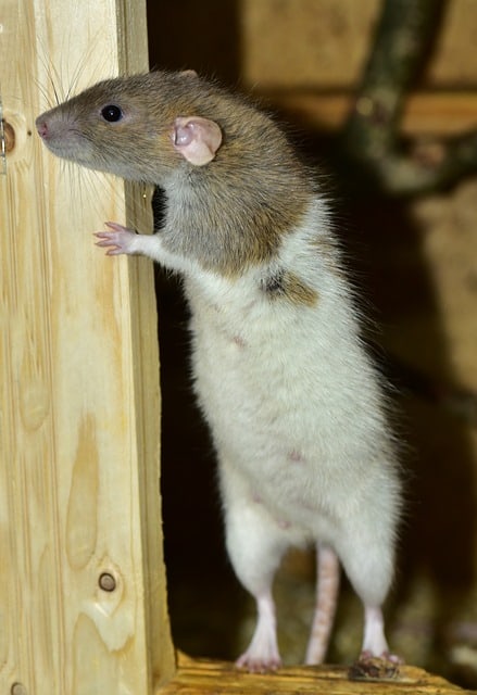https://pixabay.com/en/rat-standing-rodent-cute-1191749/
