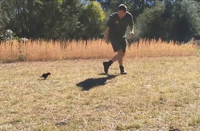 Baby Tasmanian Devil Is So Fond Of His Caretaker, He Follows Him Everywhere [Video]