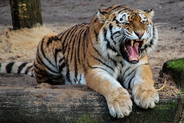 https://pixabay.com/en/tiger-predator-animal-tooth-roar-500118/