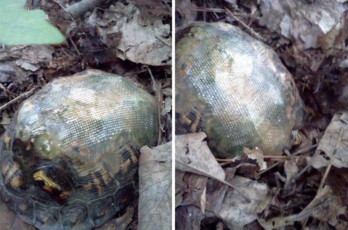 Years Ago, A Vet Used Fiberglass To Fix A Turtle’s Shell. Just Look At It Now!