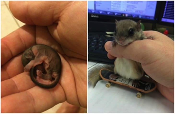 He Rescued This Tiny Creature Without Knowing What It Was… Then, It Grew Into This.