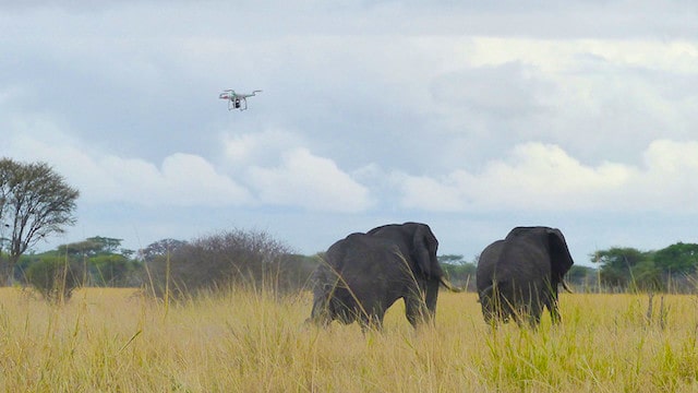 Drones Are Now Protecting Elephants In Africa Thanks To This American Businessman