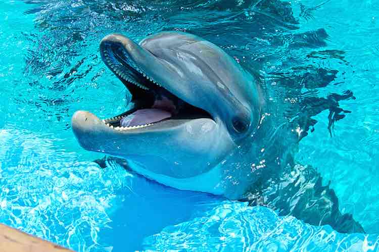 Mexico City Just Passed A Landmark Dolphin Captivity Ban
