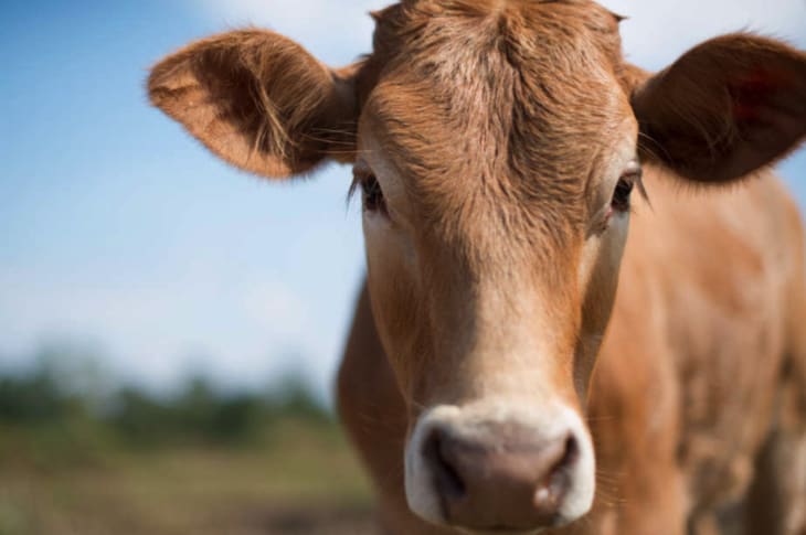 Researchers May Have Found A Way To Beat HIV, And It All Stems From Cows