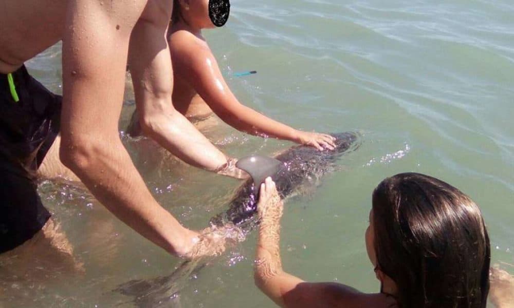 Baby Dolphin Dies After Selfie-Obsessed Humans Surround It, Take Photos