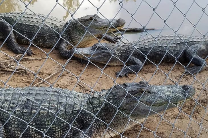 Alligator Sanctuary On High Alert As Floodwaters Threaten To Unleash 350 Gators