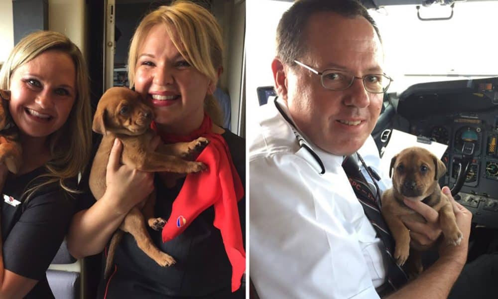 Southwest Airlines Fills Cabin With 64 Orphaned Pets From Harvey, Relocates Them To San Diego