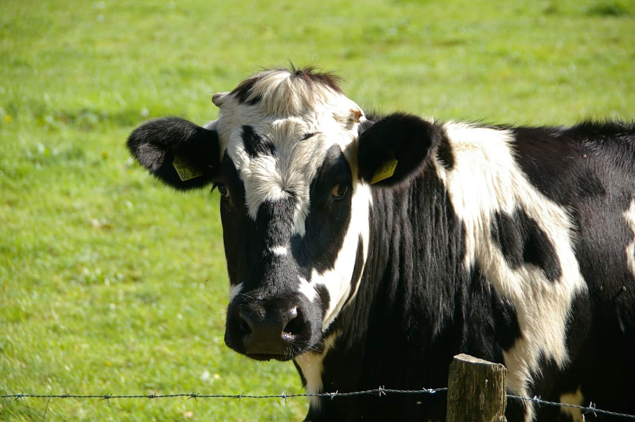https://pixabay.com/en/cow-beef-black-white-milk-cow-234835/