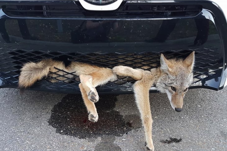 Coyote Lets Everyone Know He Isn’t Ready To Die After Crazy Car Accident