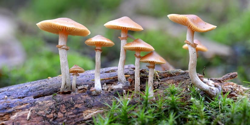 Study: ‘Magic Mushrooms’ Relieve Anxiety And Depression In Cancer Patients