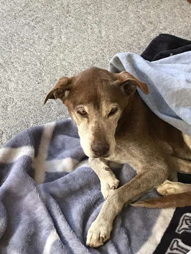 https://www.thedodo.com/close-to-home/hikers-rescue-lost-senior-dog-mountain