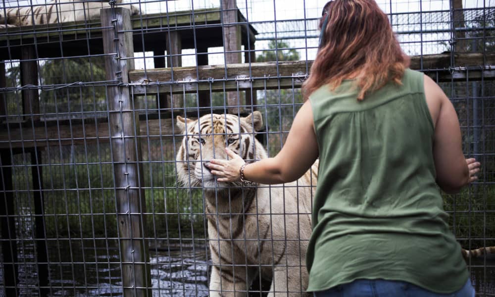 Florida Couple Begins Rebuilding Home For Big Cats After Hurricane Irma
