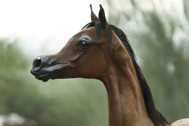 Viral Photos Of A Cartoon-Like Designer Horse Will Make Your Jaw Drop