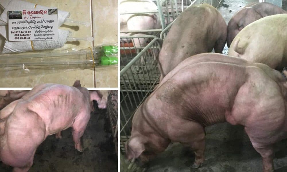 Cambodian Farm Goes Viral After Breeding Mutant-Like Pigs That Have Huge Muscles