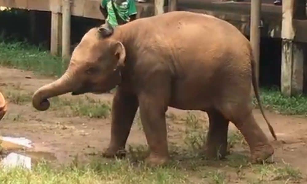 Curious Baby Elephant Tries On Caretaker’s Sandals In Adorable Video