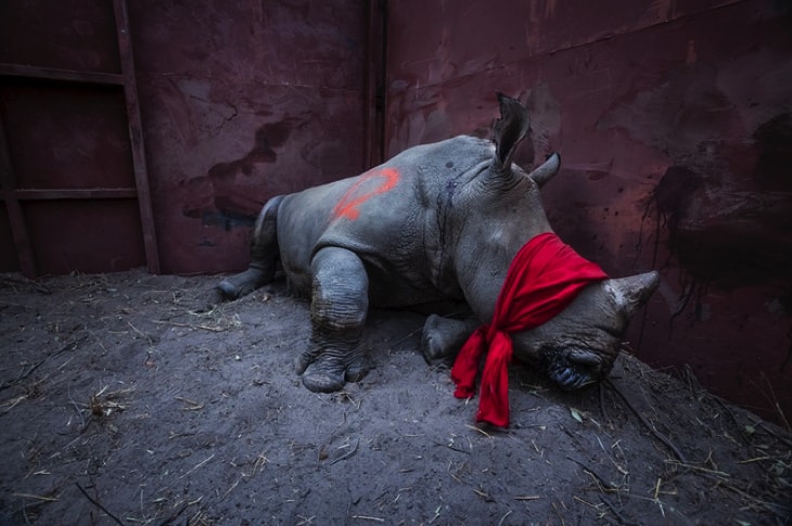 Award-Winning Photographers Unite To Expose Cruel, Illegal Wildlife Trade