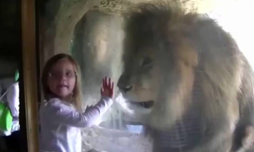 Zoo Lion’s Response To Little Girl’s Kiss Is Proof Animals Don’t Belong In Captivity [Video]