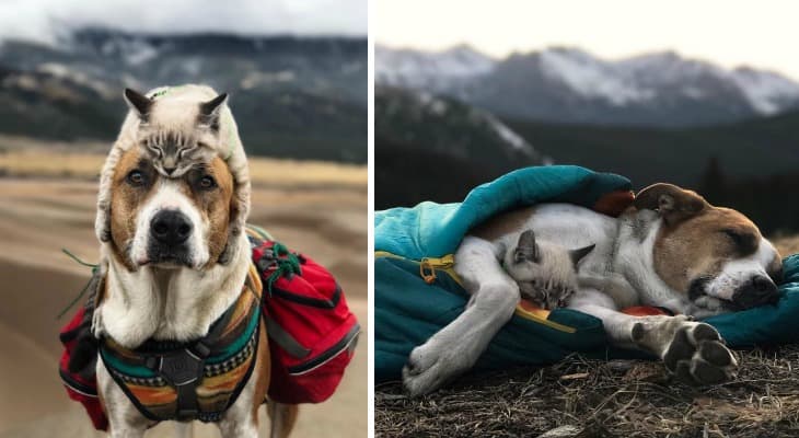 This Cat And Dog Are Best Friends, And Their Hiking Pics Will Make Your Day