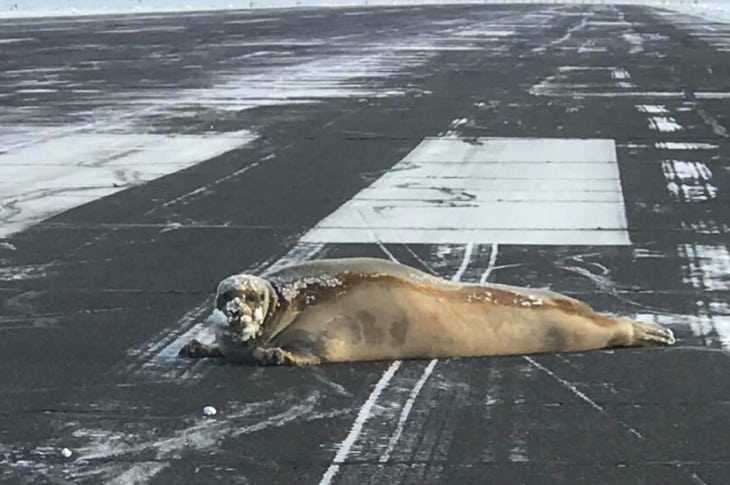 450-Pound Seal Decides To Nap At The Airport, Delaying Flights In The Process