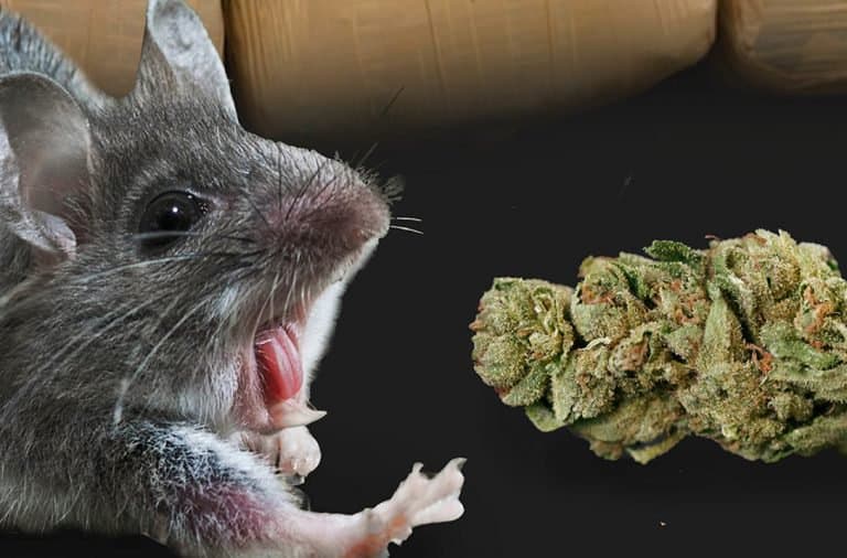 Police Allege Mice Ate Half A Ton Of “Missing” Weed