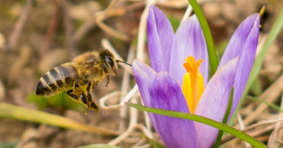 In ‘Huge Win for Pollinators, People, and the Planet,’ EU Bans Bee-Killing Pesticides