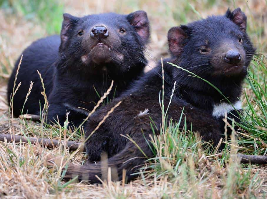 Contagious Face-Deforming Cancer Threatens Endagered Tasmanian Devil Population