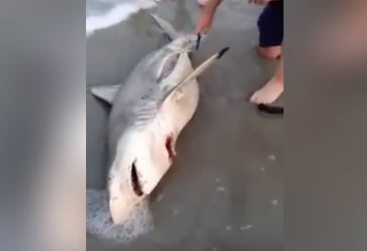 Passing Good Samaritan Delivers Three Live Offspring From Dead Mother Shark Washed Up On Beach
