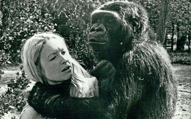 46 Year-Old Ape Dies, The Lessons We Learned From Her Life Made Us Better Humans