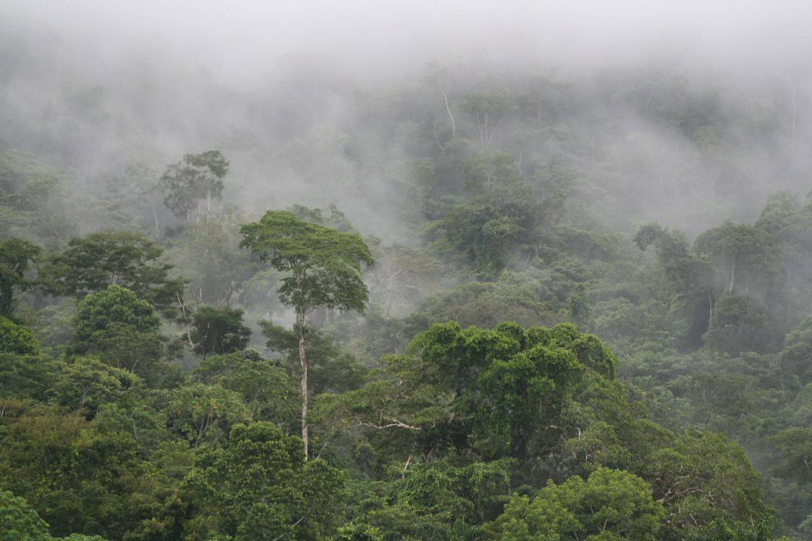 Bringing The “Rain” In Rainforest: Scientists Discover How Trees Help Keep The Amazon Irrigated
