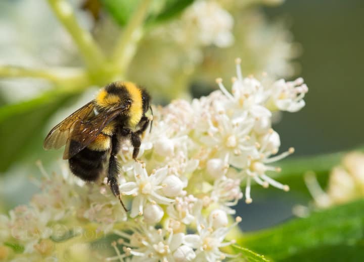 The Bumblebee Is Now An Endangered Species