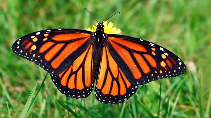 The Remaining 1% Of Monarch Butterflies Before They Are Totally And Irreversibly Extinct
