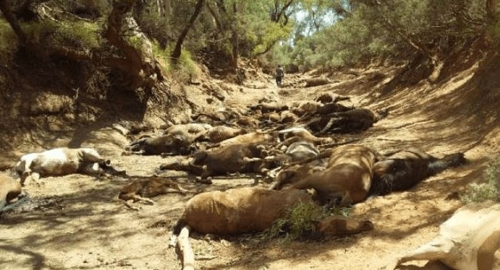 Extreme Heatwaves Have Hit Australia And Their Animals Are Dying By The Millions