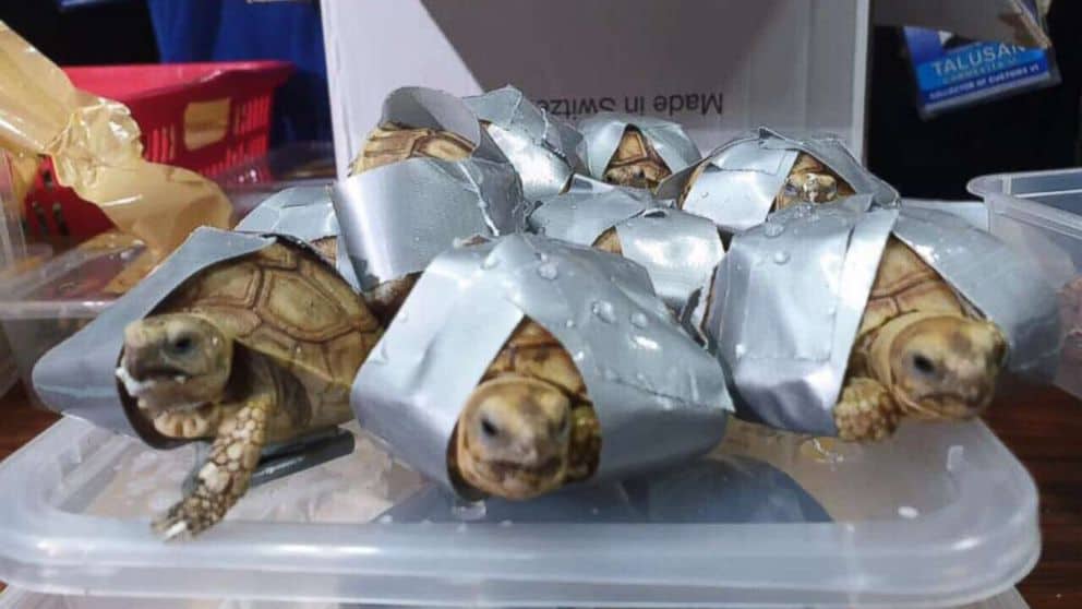 Over 1,500 Smuggled Turtles And Tortoises Were Found In Abandoned Suitcases At The Manila Airport