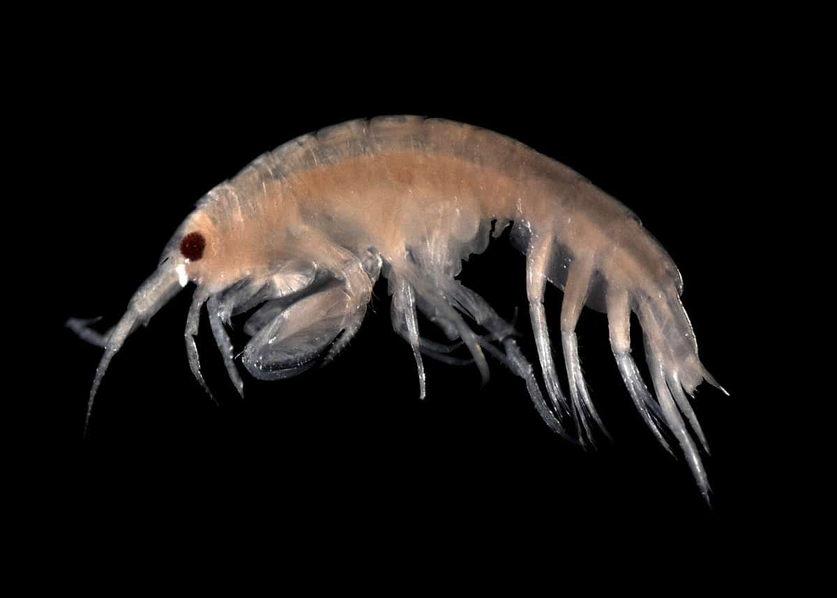 Crustaceans Living In The Deepest Parts Of The Sea Have Been Ingesting Micro Plastics