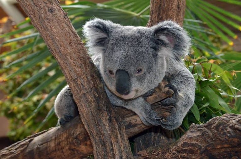 World Wildlife Fund Warns Australia That Deforestation Would Lead To The Extinction of Koalas By 2050