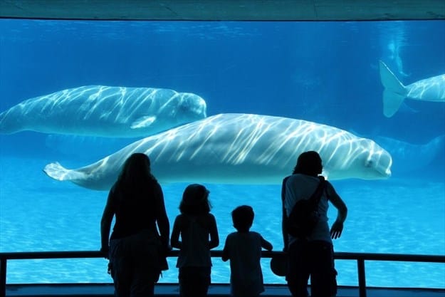 Canada Passes Legislation To Ban Captivity Of Whales And Dolphins For Entertainment Purposes