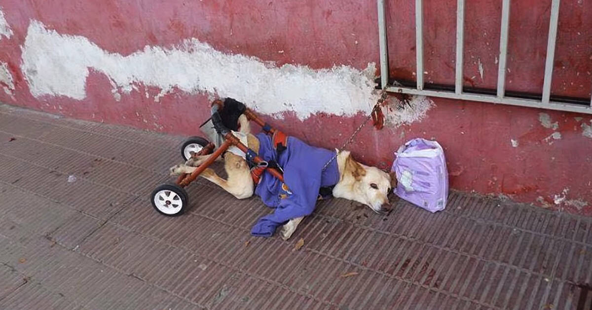 Dog With Disability Abandoned On A Street With A Broken Wheelchair And Box Of Diapers