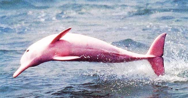 A Rare And Unique Pink-Colored River Dolphin Gives Birth To Her Calf In Louisiana