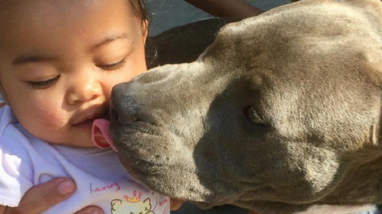 Courageous Pit Bull Puppy Drags Baby By Her Diaper In Order To Save Her From Their Burning Apartment