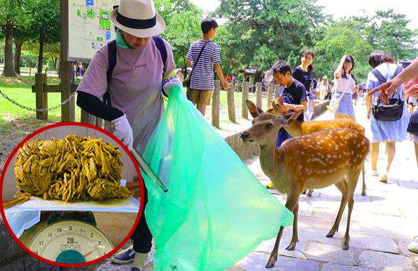Plastic Bags And Food Wrappers Have Caused The Death Of 9 Sika Deer Living In A Sacred Sanctuary In Japan