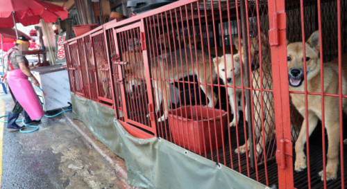 Largest Dog Meat Market In Busan, South Korea Was Finally Shut Down With 80 Dogs Being Rescued