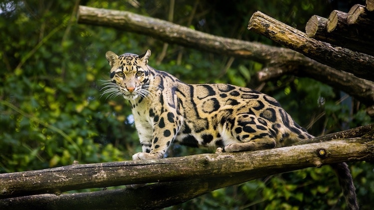 Thought To Be Extinct Taiwanese Leopard Spotted Recently After Having Disappeared In 1983