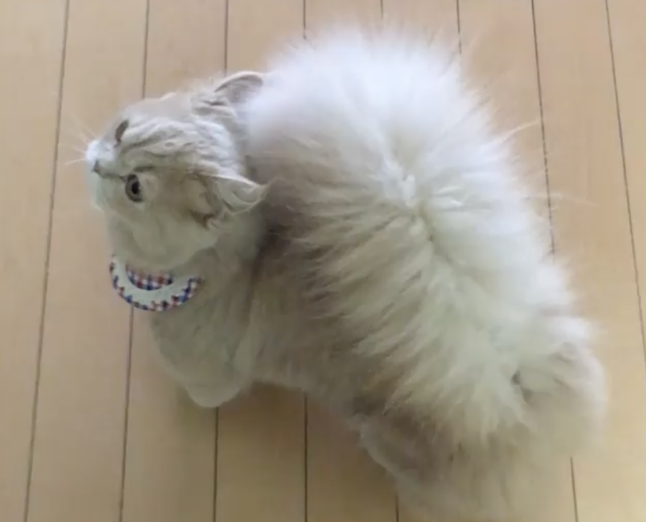 This Fluffy And Furry Cat Is Worth Following On Instagram