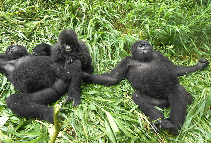 These Gorillas Can Beat You At Your Selfie Game As They Pose With Anti-Poaching Rangers